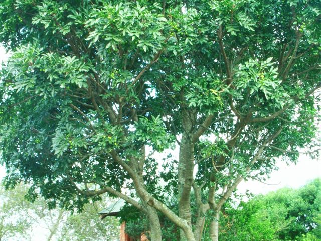 Ekebergia capensis tree in garden