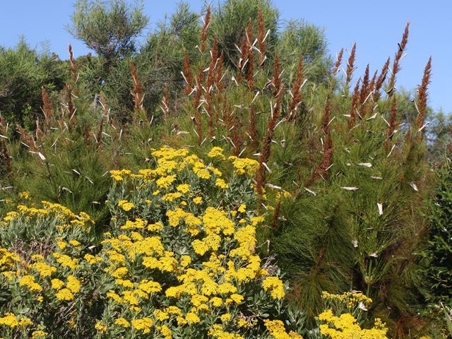 Elegia capensis in landscape textural plant