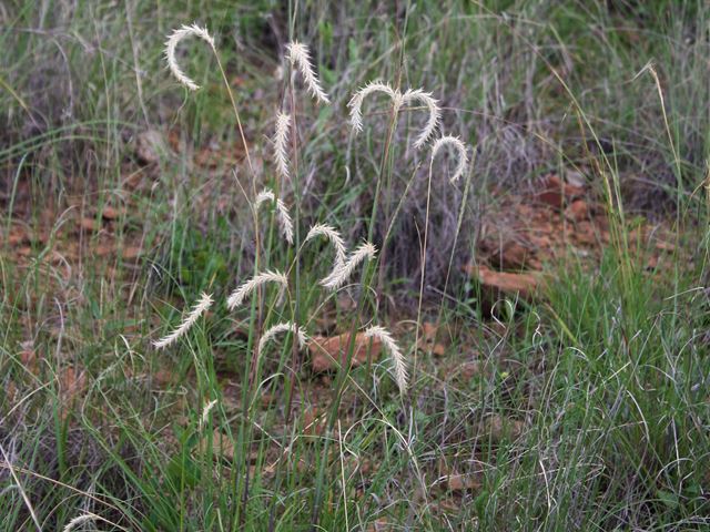 Elionurus muticus Wire Grass Kaperdraadgras