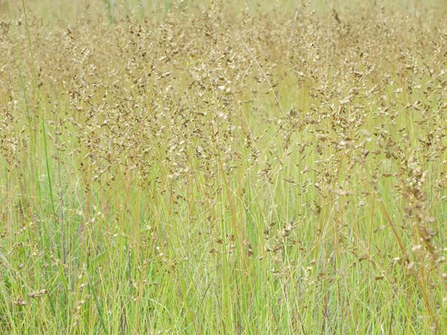 Eragrostis capensis indigenous ornamental grass
