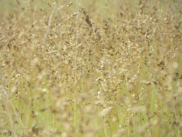 Eragrostis capensis indigenous veld grass