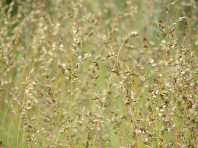 Eragrostis capensis short ornamental indigenous grass
