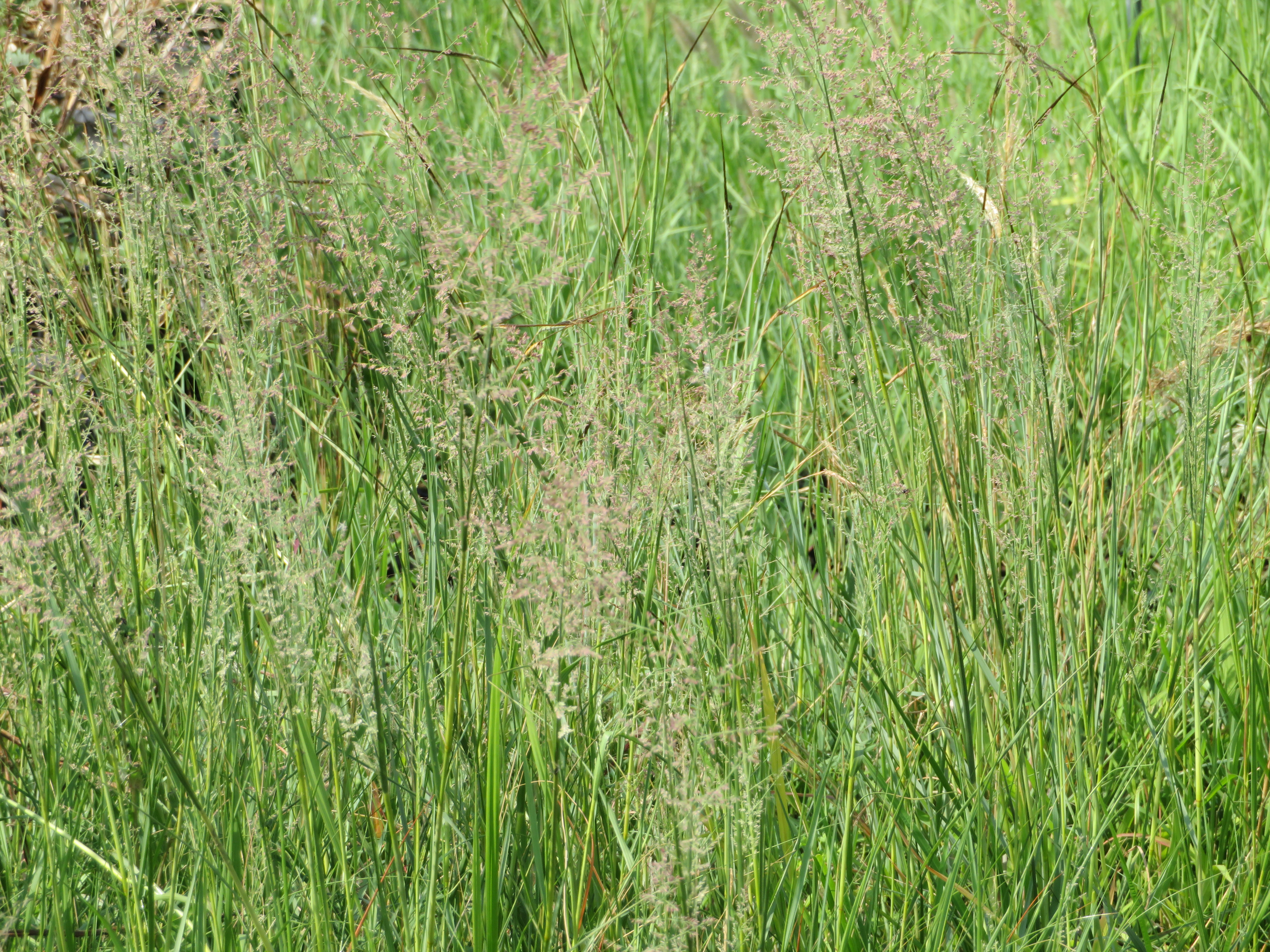 Eragrostis gummiflua Gomgras Gum Grass