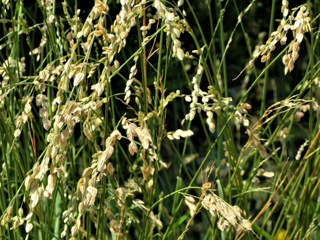 Eragrostis superba inflorescences