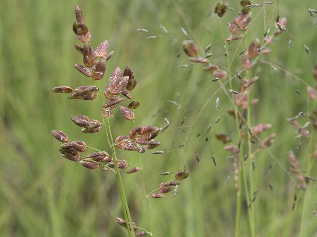 Eragrotis capensis grasses for birds