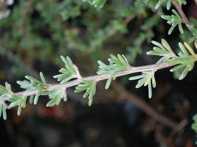 Eriocephalus africanus leaves