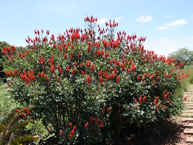 Erythrina humeana floriferous shrubs