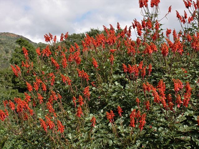 Erythrina humeana nectar rich shrub