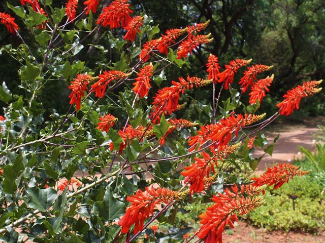 Erythrina humeana vermillion flowers