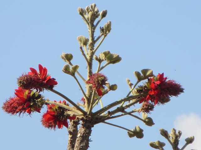 Erythrina latissima flowers and leaf buds at ends of branches