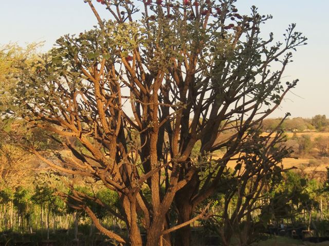 Erythrina latissima tree at Random Harvest Indigenous Nursery