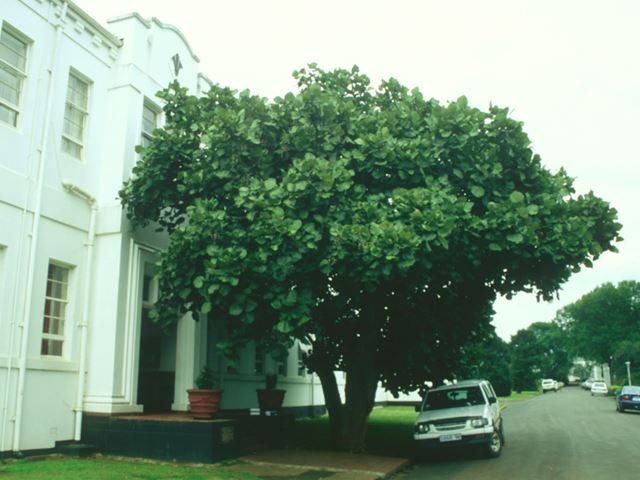 Erythrina latissima tree in full leaf