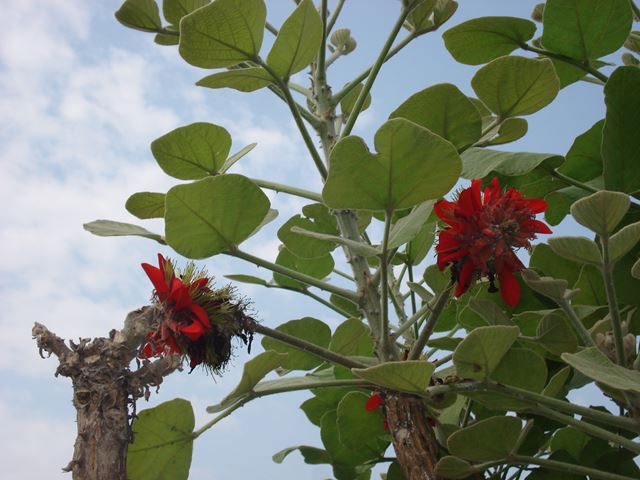 Erythrina latissima young leaves