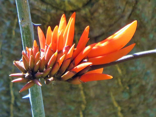 Erythrina lysistemon inflorescence with buds