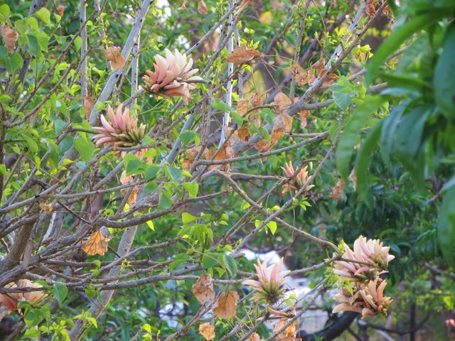 Erythrina lysistemon pink flowering tree