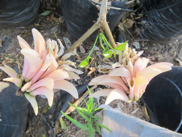 Erythrina lysistemon pink in bags at Random Harvest Nursery