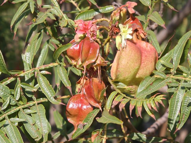 Erythrophysa transvaalensis decorative fruit