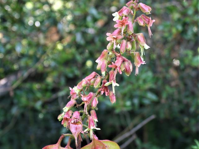 Erythrophysa transvaalensis flowers