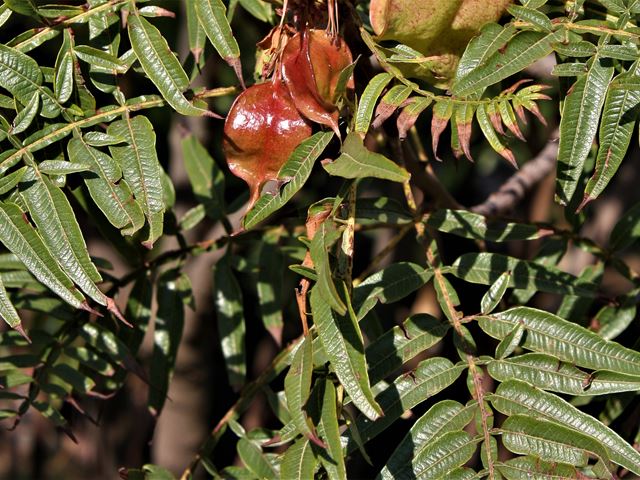 Erythrophysa transvaalensis leaves and pods