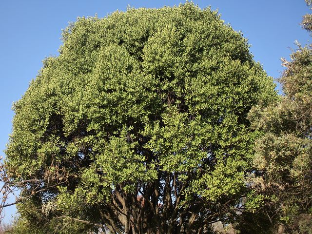 Euclea crispa canopy Walter Sisulu National Botanical Gardens