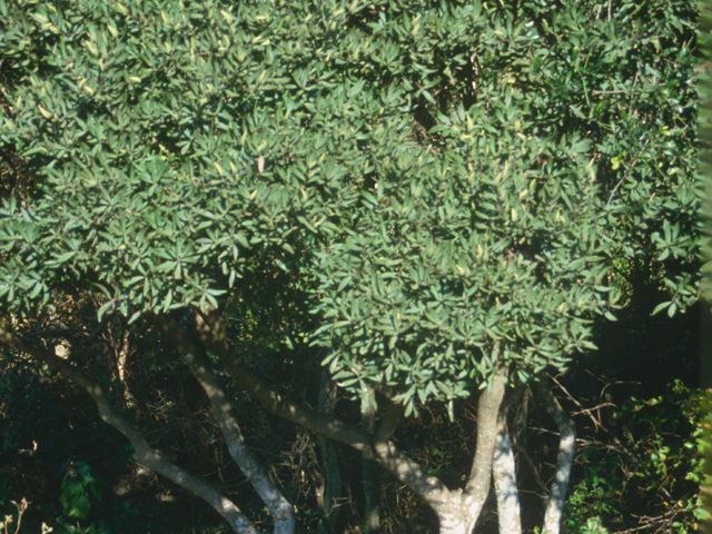 Euclea crispa tree