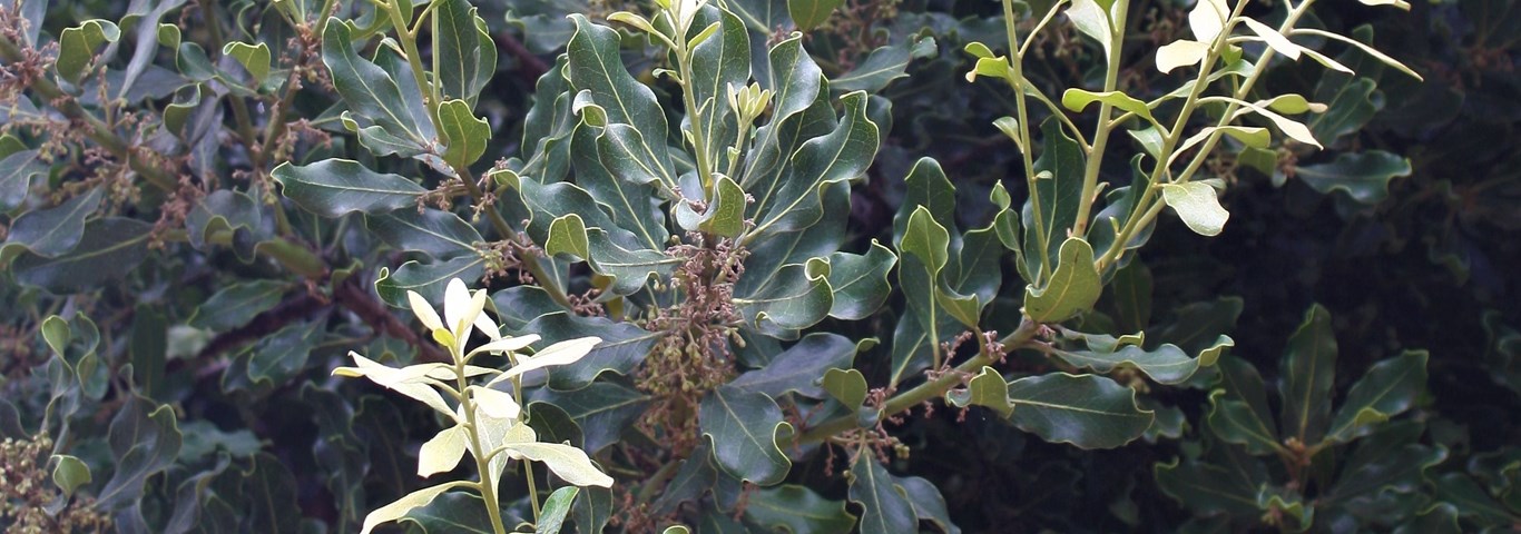 Euclea natalensis capensis