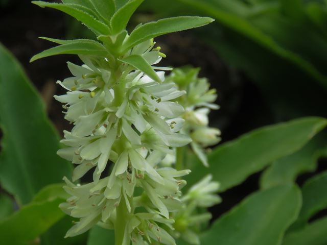 Eucomis zambeziaca white flowers 2