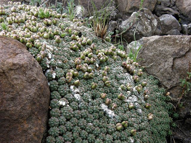 Euphorbia clavarioides Eastern Cape amongst rocks