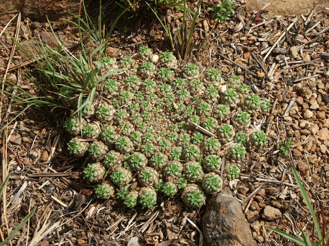 Euphorbia clavarioides Indigenous succulents for Highveld gardens