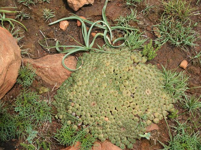 Euphorbia clavarioides Suikerbosrand Carol Knoll