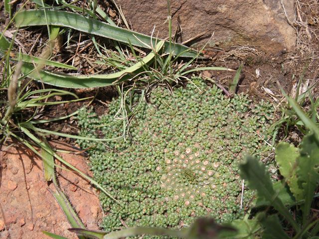 Euphorbia clavarioides Suikerbosrand