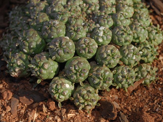 Euphorbia clavarioides Where to buy Random Harvest Nursery