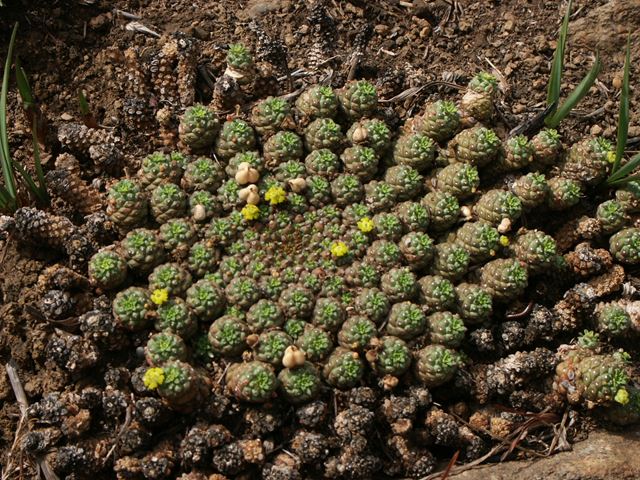 Euphorbia clavarioides flat growing succulent