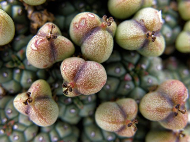 Euphorbia clavarioides fruit