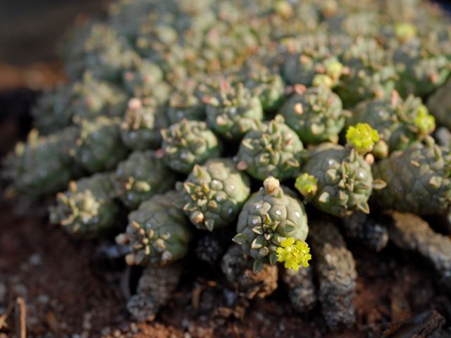 Euphorbia clavarioides succulent container plant