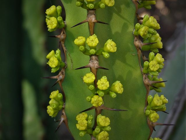 Euphorbia ingens Naboom flowers