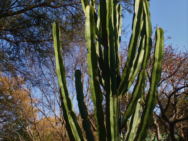 Euphorbia ingens Ramdom Harvest Indigenous Nursery