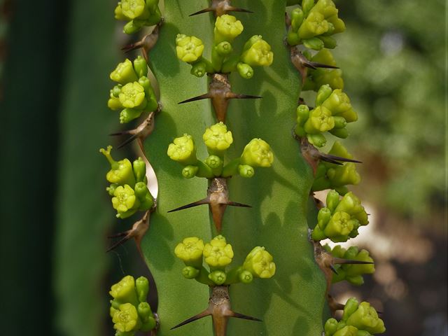 Euphorbia ingens flowers