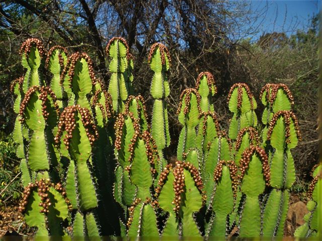 Euphorbia ingens fruiting Carol Knoll