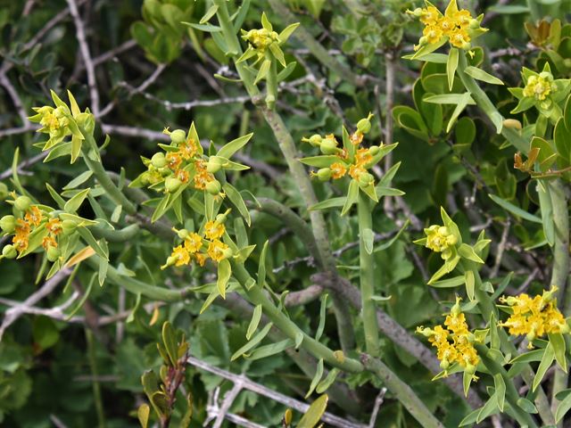 Euphorbia mauritanica flower detail