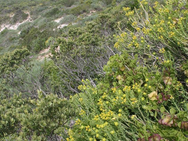 Euphorbia mauritanica in natural habitat