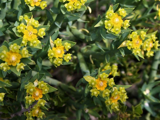 Euphorbia mauritiana inflorescences