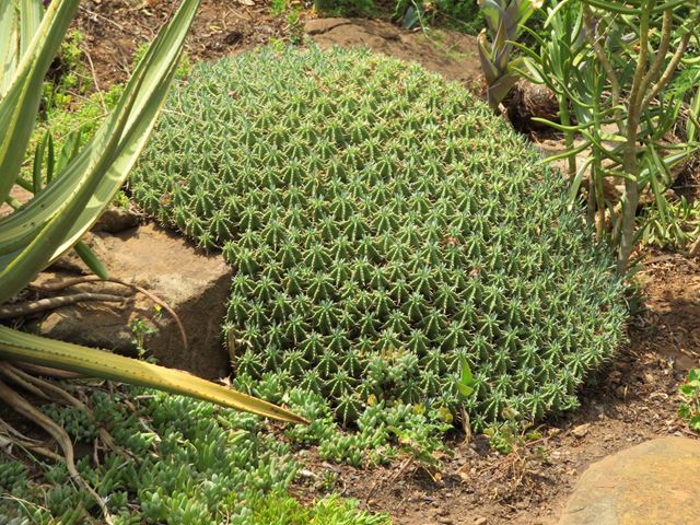 Euphorbia pulvinata Prickly leaved Cushion Euphorbia