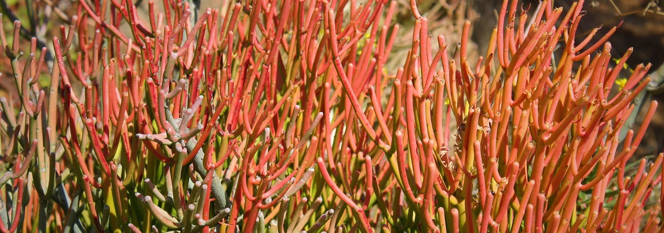 Euphorbia tirucalli Firesticks