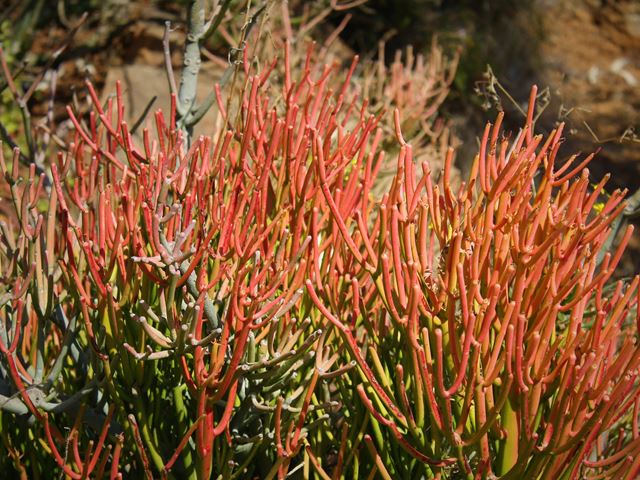 Euphorbia tirucalli Firesticks winter red branchlet tips