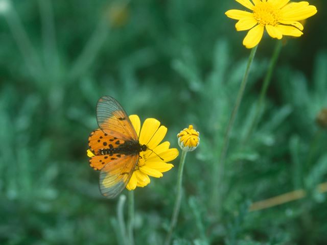 Euryops pectinatus flower butterfly pollinator
