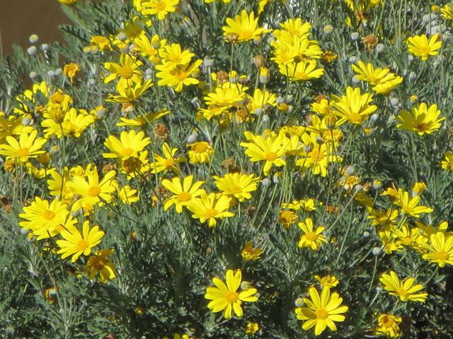 Euryops pectinatus yellow flowers on shrub