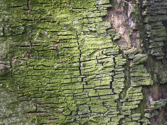 Faidherbia albida bark with lichen