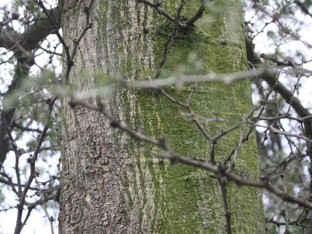 Faidherbia albida stem and branches