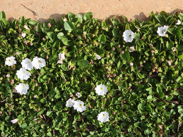 Falkia repens Groundcover between pavers